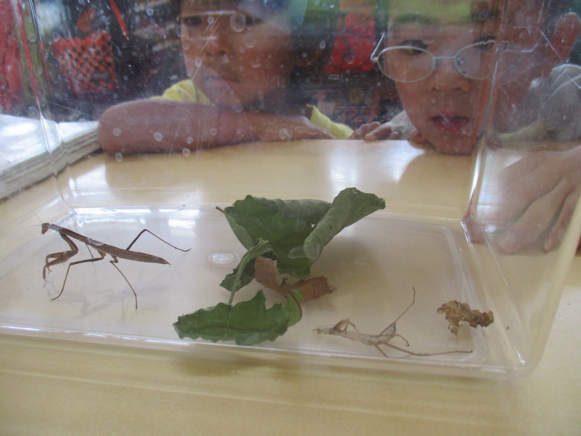 カマキリって脱皮するんだぁ 信州やまほいくの郷