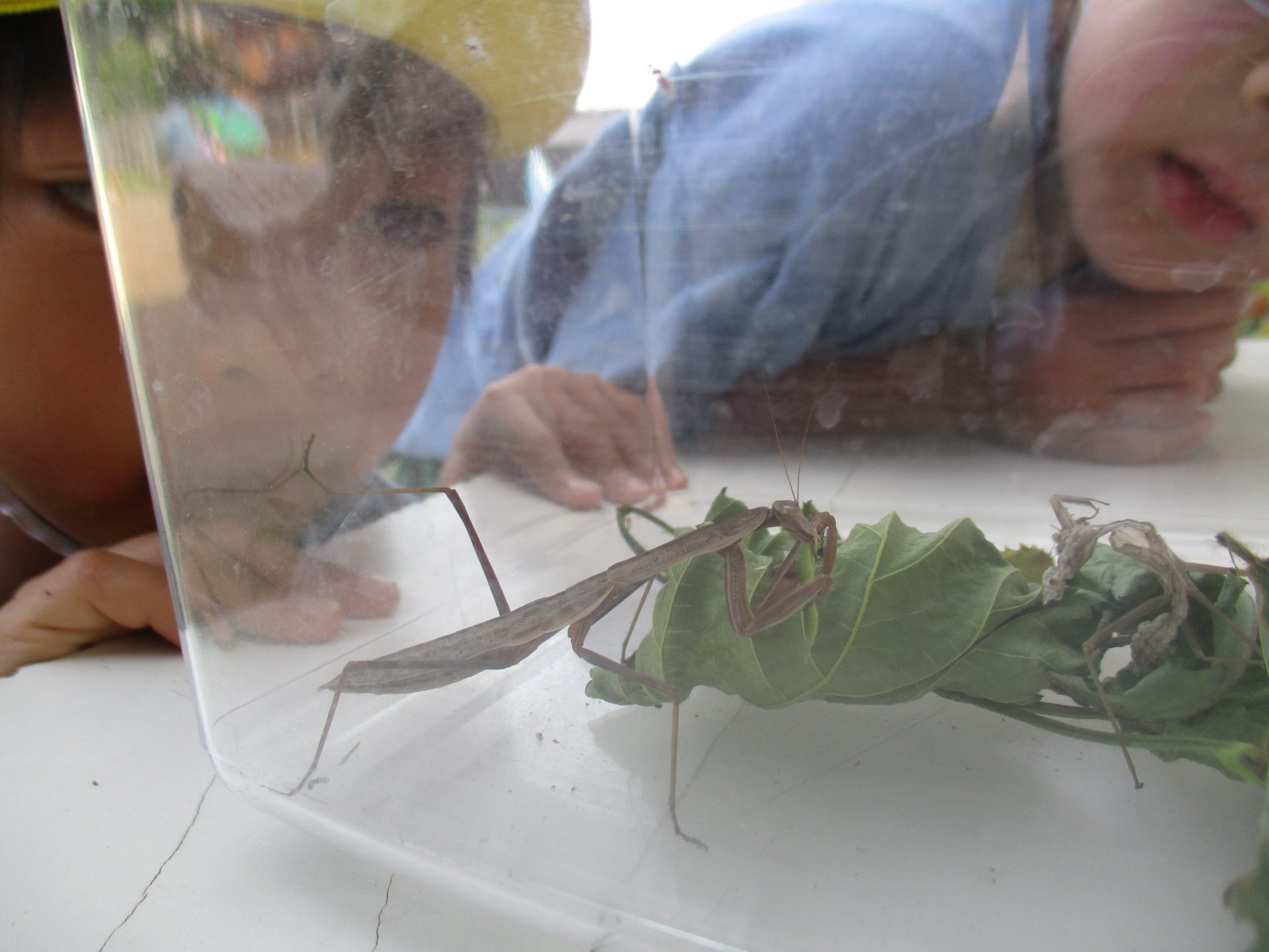 カマキリって脱皮するんだぁ 信州やまほいくの郷