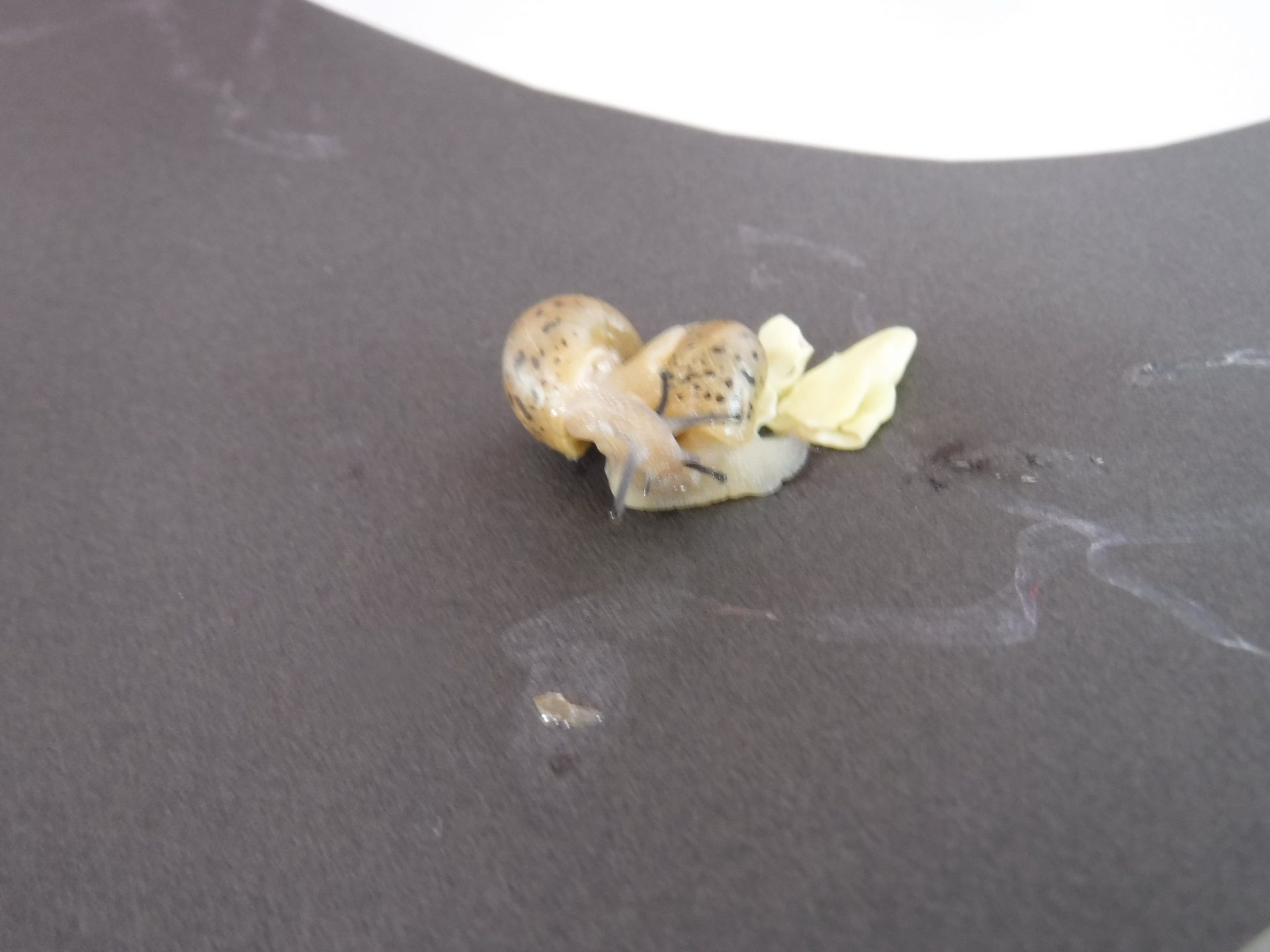 カタツムリを観察してみよう！ - 信州やまほいくの郷