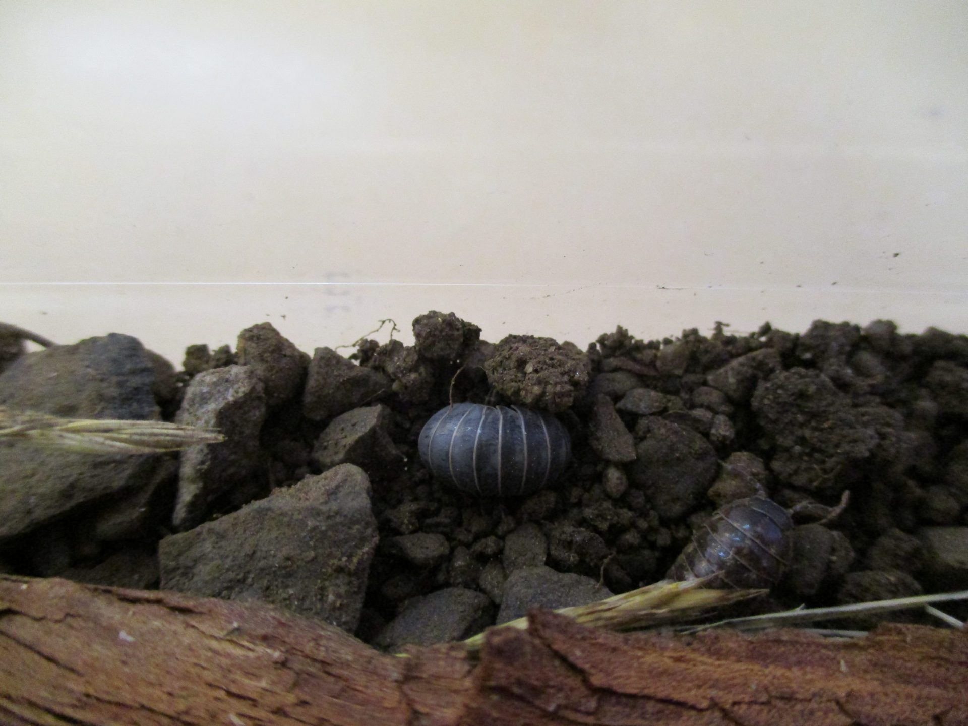 ダンゴムシのお家をつくろう 信州やまほいくの郷