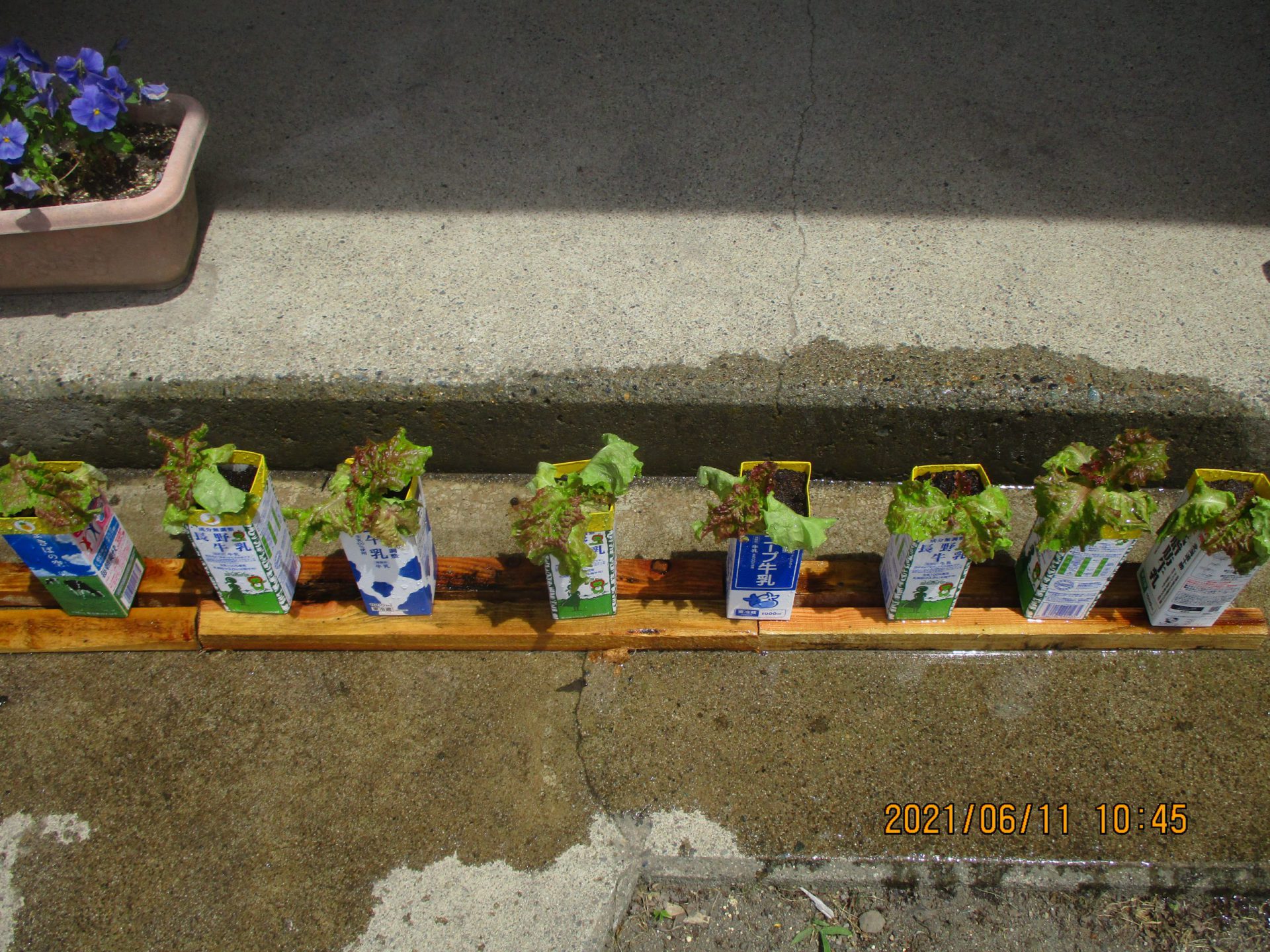 おおきくなーれ 信州やまほいくの郷