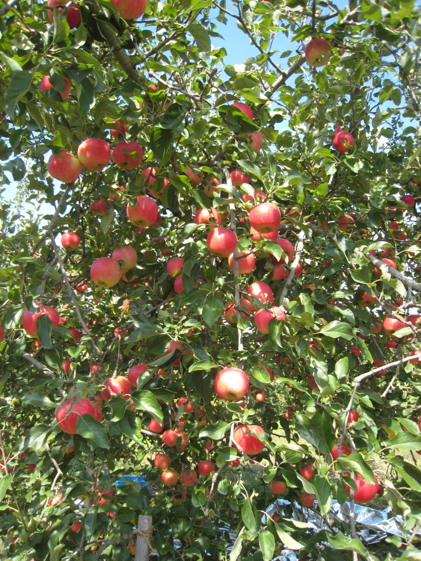 真っ赤なリンゴ 信州やまほいくの郷