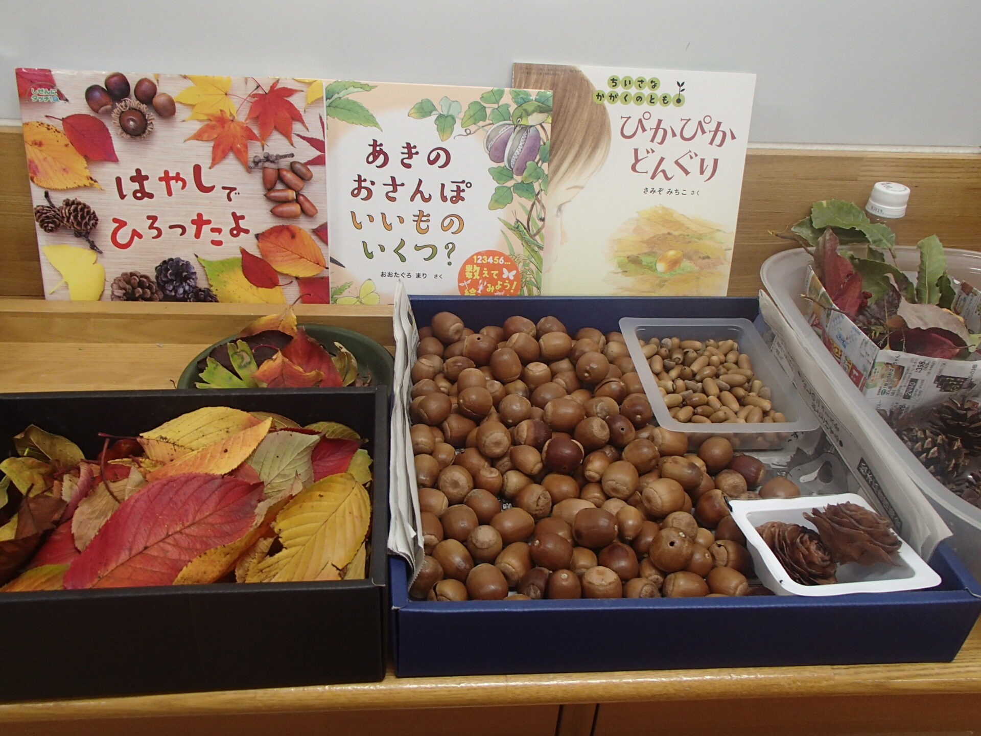 どんぐり楽しいね！ - 信州やまほいくの郷