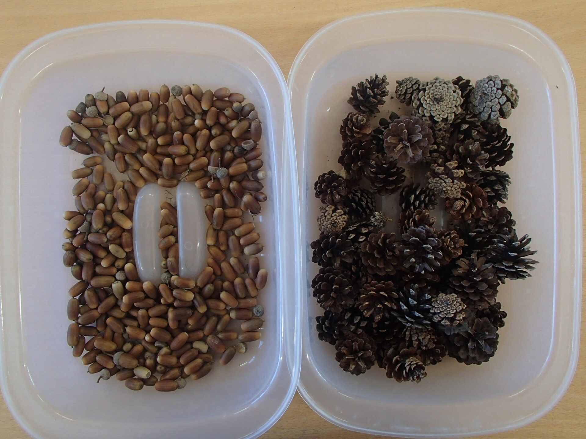 どんぐり楽しいね！ - 信州やまほいくの郷