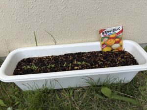 0、1歳児クラスは花の感触を楽しもうとカイザイクの種を蒔きました。