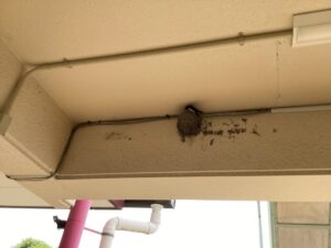 親鳥の一羽が巣の中でじっと動かなくなり、もう一羽がせっせと餌を運んでいます。「卵を温めているのかな？」「いつ生まれるかな、楽しみだね」
