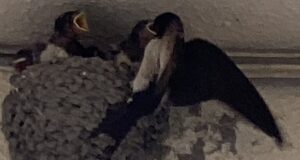 段々と大きくなってきた雛鳥。「おでこも赤い色になってきたね」「すごく大きいトンボ食べてたよ」「バサバサ（飛ぶ練習）してるね」