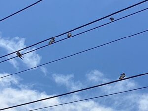 2階にある年長の部屋の廊下から、親子で飛ぶ練習をしているのが見えました。