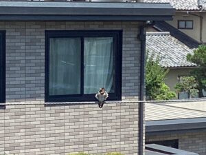 子どもたちの応援があった翌日からの三連休に、ツバメ一家は無事に旅立ちました。